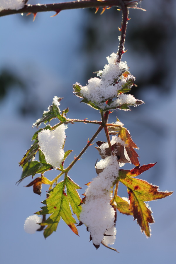 Lokation: Deutschland | Nordrhein-Westfalen | Bergisch Gladbach | Rodemich Kategorien: Winter, Naturgarten, Datum: 08.12.2012