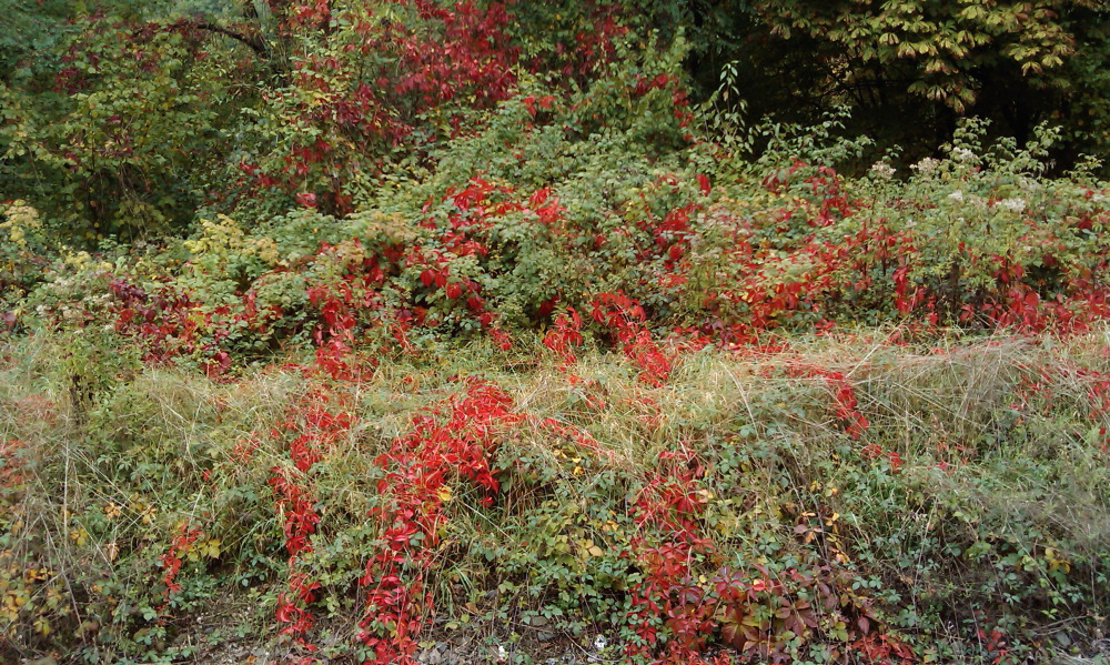 Lokation: Deutschland | Nordrhein-Westfalen | Overath | Honrath Kategorien: Datum: 12.10.2013