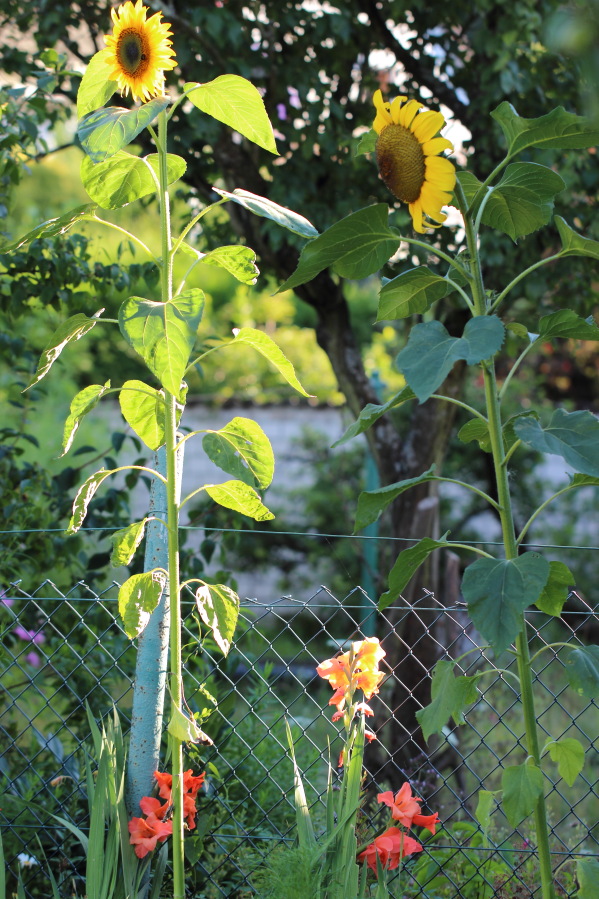 Lokation: Deutschland | Nordrhein-Westfalen | Bergisch Gladbach | Rodemich Kategorien: Naturgarten, Datum: 01.08.2013