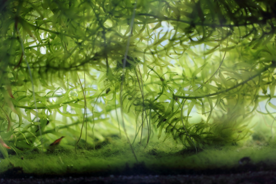 Endler Guppyhybriden, Lokation: Deutschland | Nordrhein-Westfalen | Bergisch Gladbach | Rodemich Kategorien: Datum: 20.04.2013