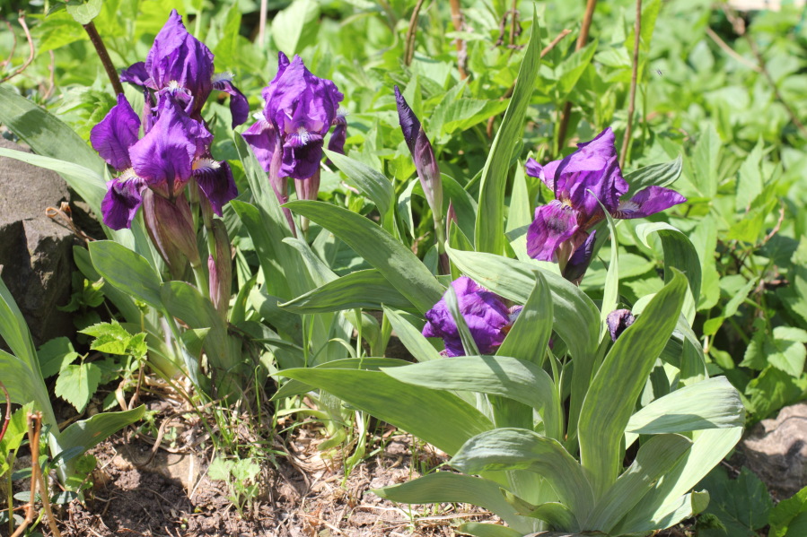 Lokation: Deutschland | Nordrhein-Westfalen | Bergisch Gladbach | Rodemich Kategorien: Habitus, Garten, Datum: 04.05.2013