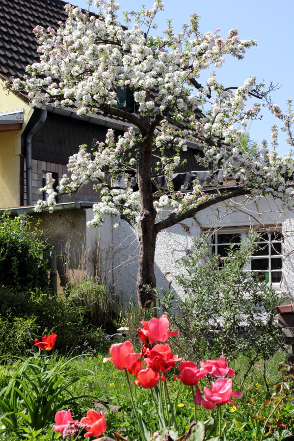 Lokation: Deutschland | Nordrhein-Westfalen | Bergisch Gladbach | Rodemich Kategorien: Permakultur, Datum: 04.05.2013