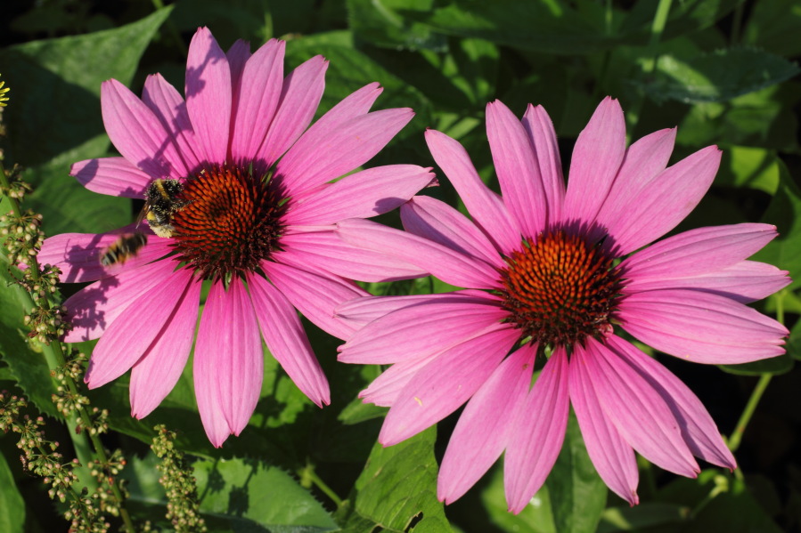 Lokation: Deutschland | Nordrhein-Westfalen | Bergisch Gladbach | Rodemich Kategorien: Blüte, Datum: 27.07.2013