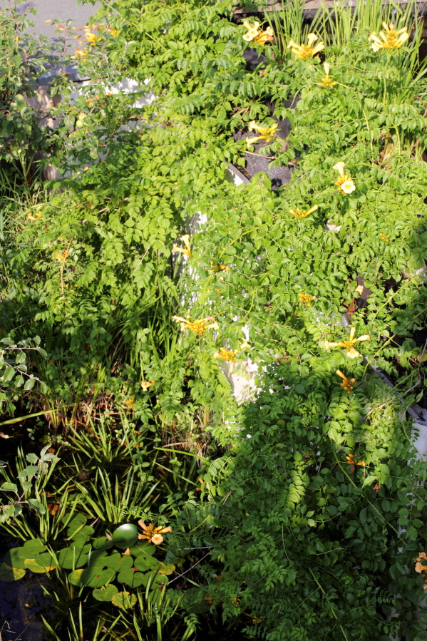 Lokation: Deutschland | Nordrhein-Westfalen | Bergisch Gladbach | Rodemich Kategorien: Naturgarten, Datum: 27.07.2013