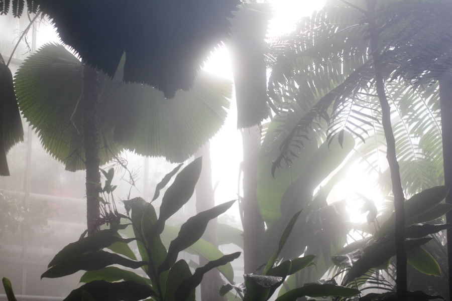 Lokation: Deutschland | Nordrhein-Westfalen | Bonn | Poppelsdorf Kategorien: Gewächshaus, Datum: 15.10.2013