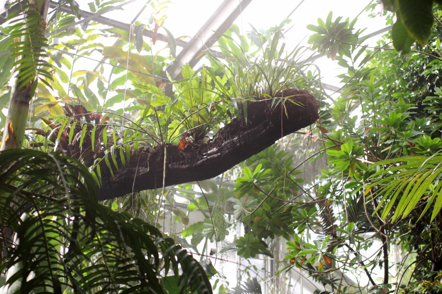 Lokation: Deutschland | Nordrhein-Westfalen | Bonn | Poppelsdorf Kategorien: Gewächshaus, Datum: 15.10.2013