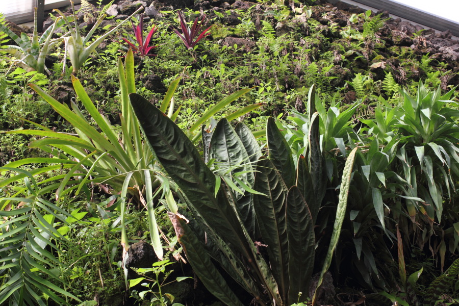 Lokation: Deutschland | Nordrhein-Westfalen | Bonn | Poppelsdorf Kategorien: Gewächshaus, Datum: 15.10.2013