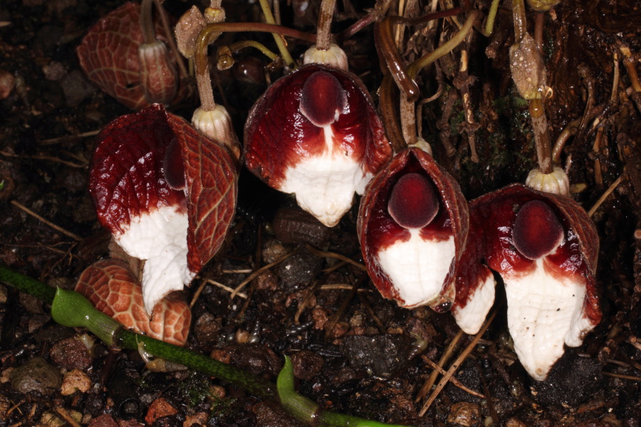 Lokation: Deutschland | Nordrhein-Westfalen | Bonn | Poppelsdorf Kategorien: Gewächshaus, Datum: 15.10.2013