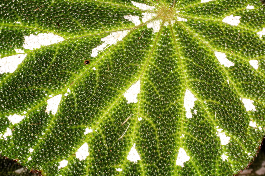 Lokation: Deutschland | Nordrhein-Westfalen | Bonn | Poppelsdorf Kategorien: Gewächshaus, Datum: 15.10.2013