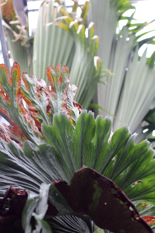 Lokation: Deutschland | Nordrhein-Westfalen | Bonn | Poppelsdorf Kategorien: Gewächshaus, Datum: 15.10.2013