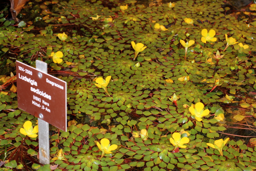 Lokation: Deutschland | Nordrhein-Westfalen | Bonn | Poppelsdorf Kategorien: Gewächshaus, Datum: 15.10.2013