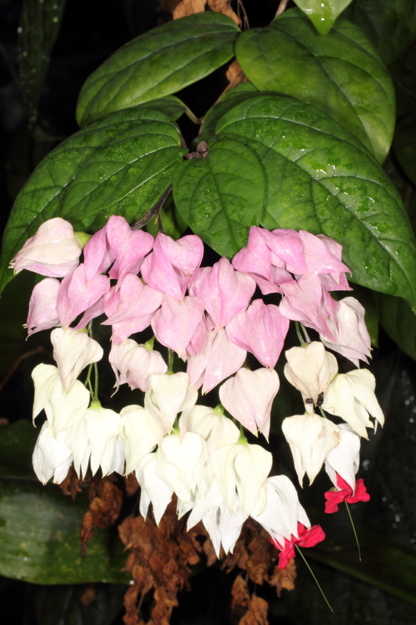 Lokation: Deutschland | Nordrhein-Westfalen | Bonn | Poppelsdorf Kategorien: Gewächshaus, Datum: 15.10.2013