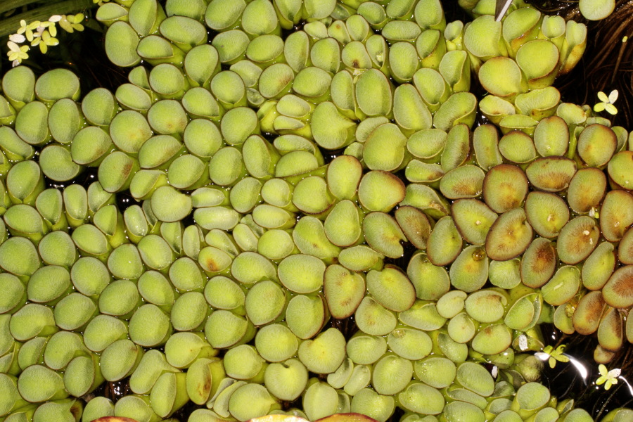 Lokation: Deutschland | Nordrhein-Westfalen | Bonn | Poppelsdorf Kategorien: Gewächshaus, Datum: 15.10.2013