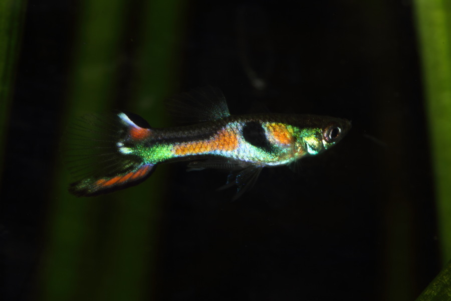 Lokation: Deutschland | Nordrhein-Westfalen | Bergisch Gladbach | Rodemich Kategorien: Fische, Datum: 14.11.2013