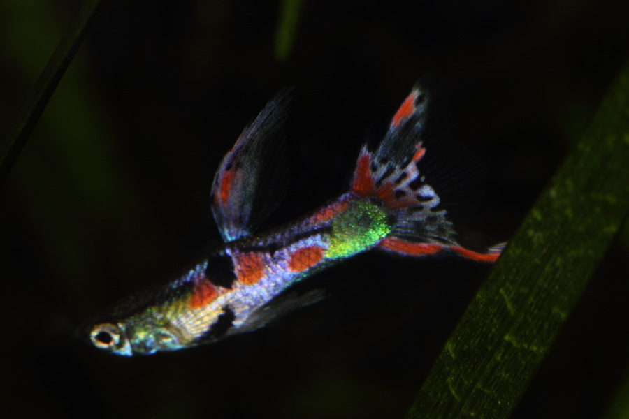 Lokation: Deutschland | Nordrhein-Westfalen | Bergisch Gladbach | Rodemich Kategorien: Fische, Datum: 14.11.2013