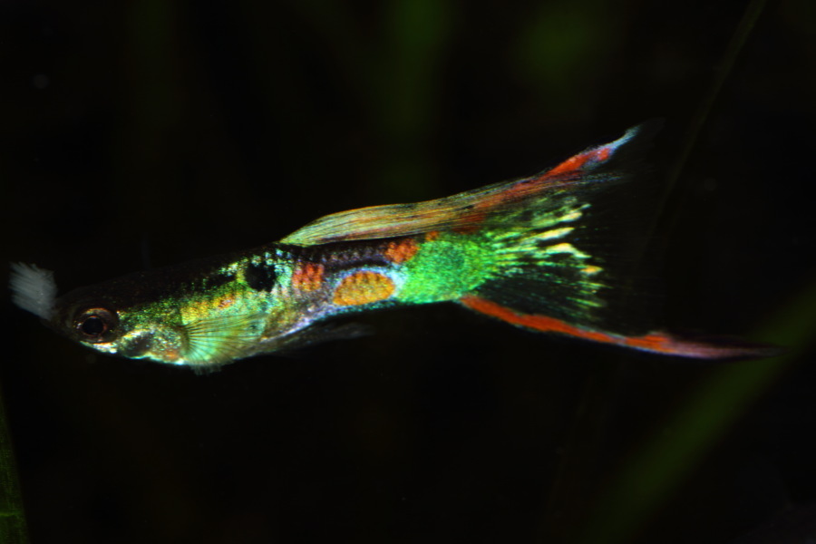 Lokation: Deutschland | Nordrhein-Westfalen | Bergisch Gladbach | Rodemich Kategorien: Fische, Datum: 14.11.2013