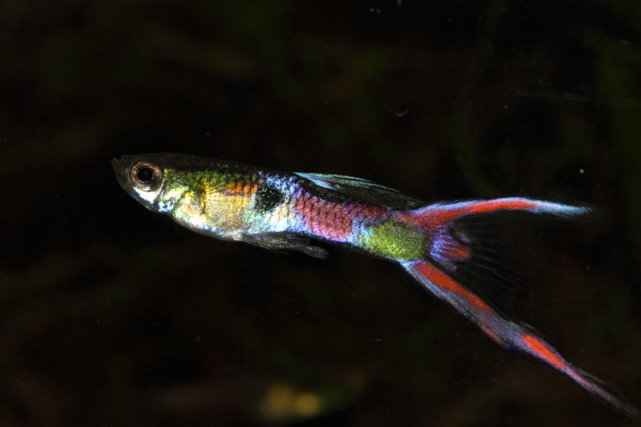 Endler Guppyhybriden, Lokation: Deutschland | Nordrhein-Westfalen | Bergisch Gladbach | Rodemich Kategorien: Fische, Datum: 26.11.2013