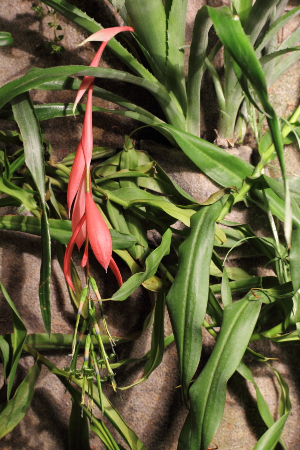 Lokation: Deutschland | Nordrhein-Westfalen | Bergisch Gladbach | Rodemich Kategorien: Pflanzenwand, Datum: 21.12.2013