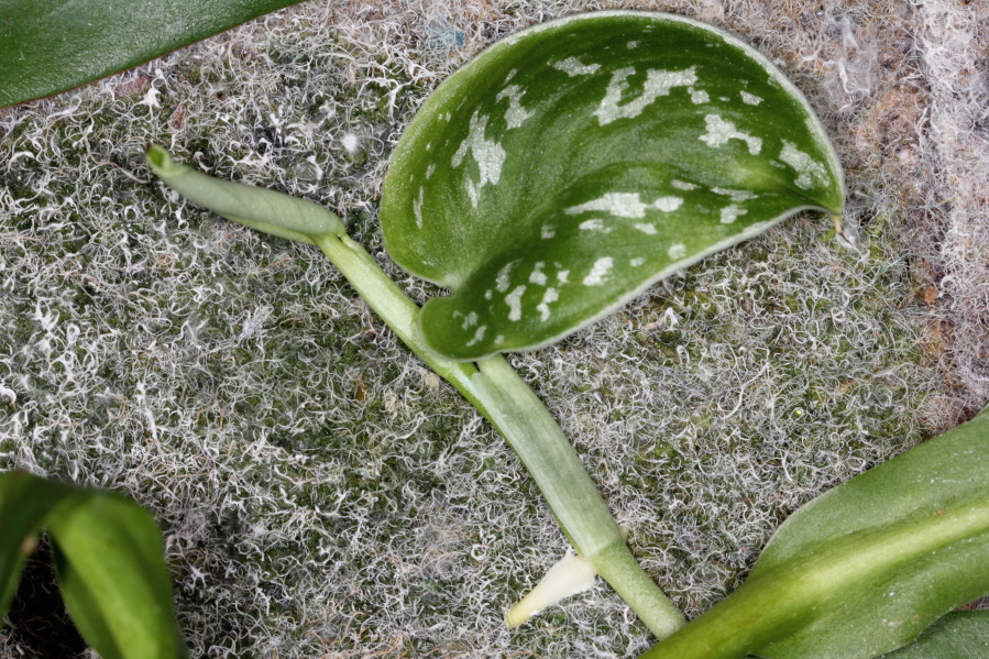 Lokation: Deutschland | Nordrhein-Westfalen | Bergisch Gladbach | Rodemich Kategorien: Pflanzenwand, Datum: 21.12.2013