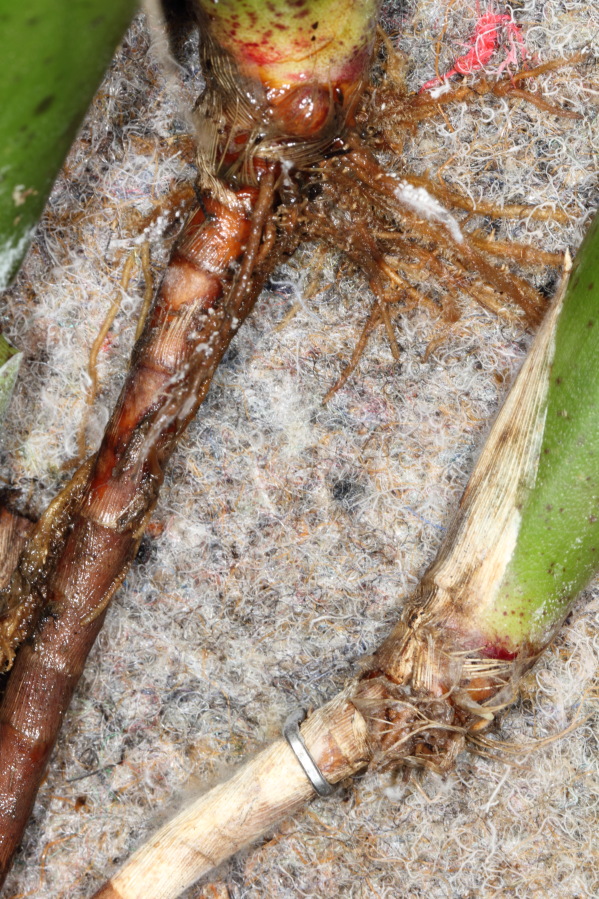 Lokation: Deutschland | Nordrhein-Westfalen | Bergisch Gladbach | Rodemich Kategorien: Pflanzenwand, Datum: 21.12.2013