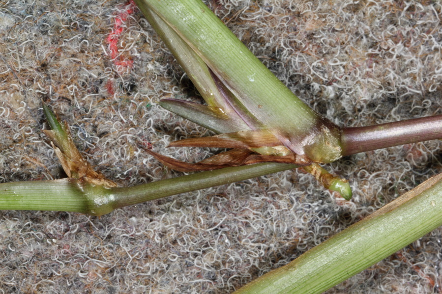 Lokation: Deutschland | Nordrhein-Westfalen | Bergisch Gladbach | Rodemich Kategorien: Pflanzenwand, Datum: 21.12.2013