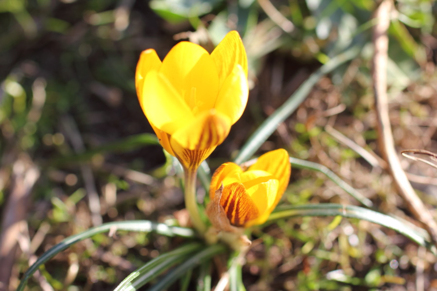 Lokation: Deutschland | Nordrhein-Westfalen | Bergisch Gladbach | Rodemich Kategorien: Naturgarten, Datum: 02.02.2014