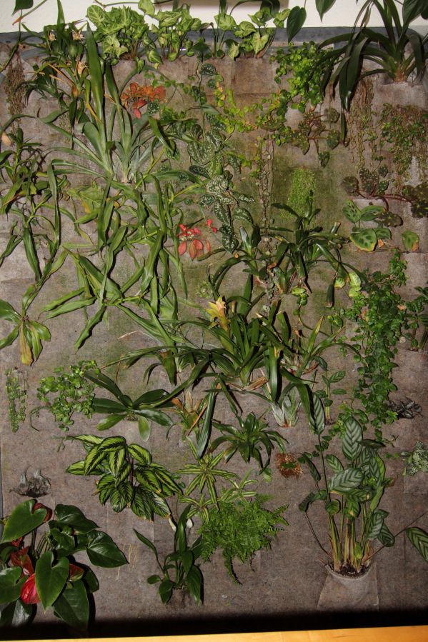 Lokation: Deutschland | Nordrhein-Westfalen | Bergisch Gladbach | Rodemich Kategorien: Pflanzenwand, Datum: 19.02.2014