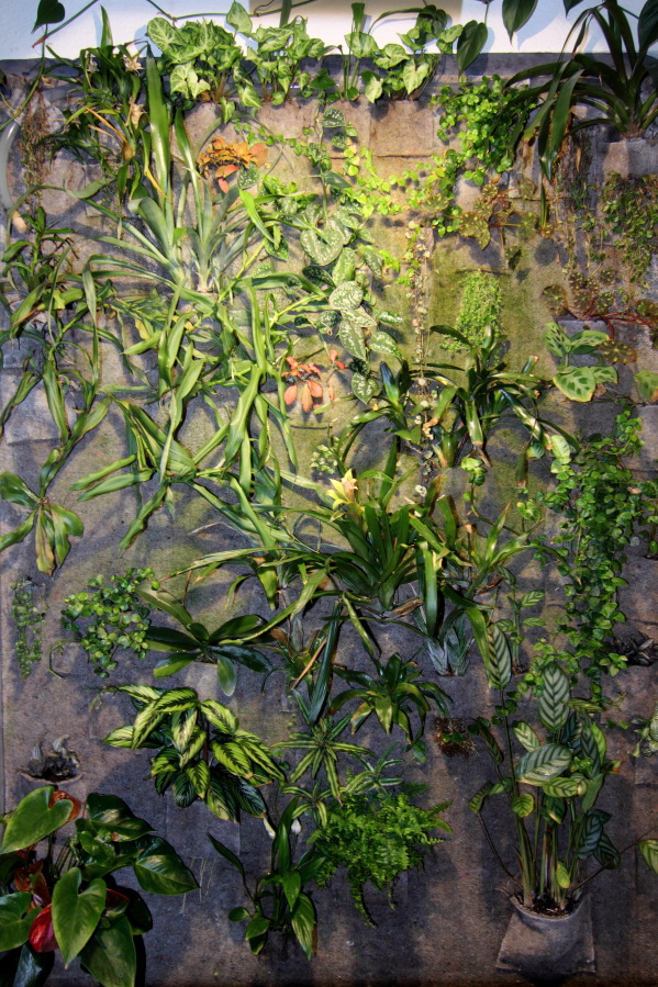 Lokation: Deutschland | Nordrhein-Westfalen | Bergisch Gladbach | Rodemich Kategorien: Pflanzenwand, Datum: 19.02.2014