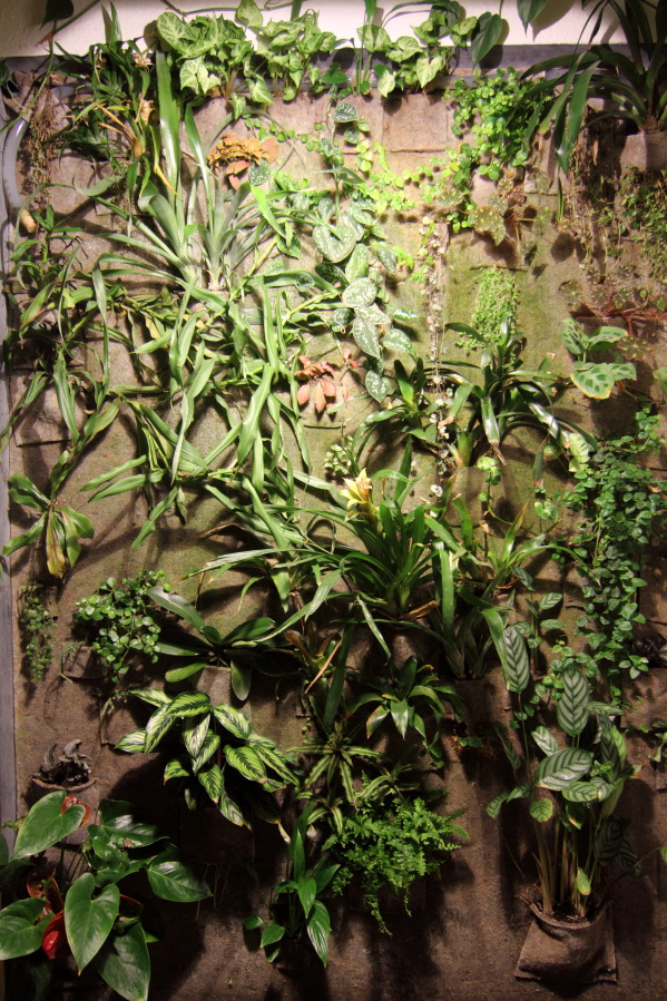 Lokation: Deutschland | Nordrhein-Westfalen | Bergisch Gladbach | Rodemich Kategorien: Pflanzenwand, Datum: 19.02.2014