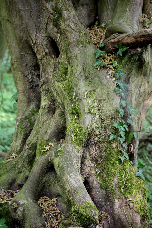 Lokation: Deutschland | Nordrhein-Westfalen | Bergisch Gladbach | Unterhombach Kategorien: Baum, Datum: 12.04.2014