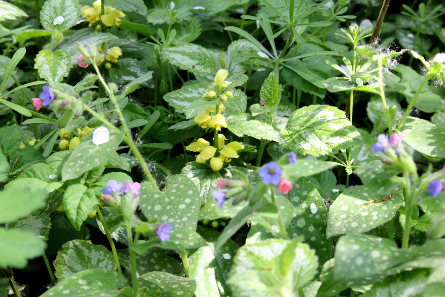 Lamium galeobdolon (Goldnessel), Pulmonaria officinalis (Lungenkraut), Lokation: Deutschland | Nordrhein-Westfalen | Bergisch Gladbach | Oberhombach Kategorien: Vegetation, Familie: Lamiaceae (Lippenblütler ), Familie: Boraginaceae (Rauhblattgewächse ), Datum: 12.04.2014