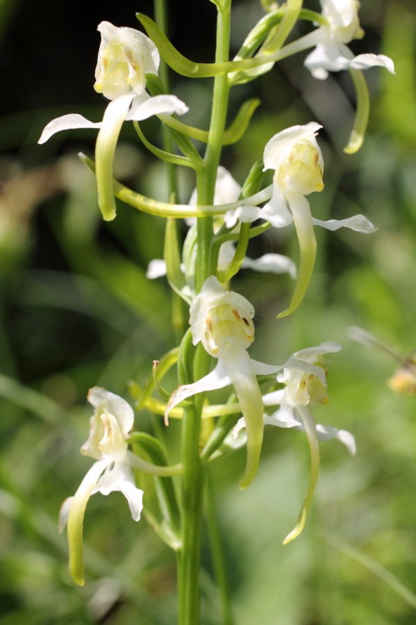 Platanthera chlorantha (Waldhyazinthe), Lokation: Deutschland | Nordrhein-Westfalen | Bad Münstereifel | Eschweiler Kategorien: Blüte, Familie: Orchidaceae (Orchideen ), Datum: 31.05.2014