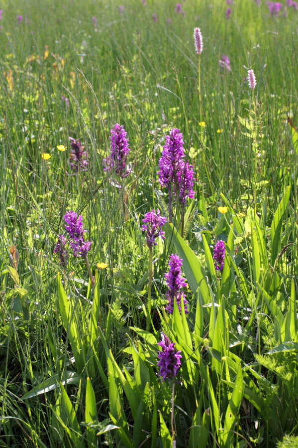 Dactylorhiza majalis (Breitblättriges Knabenkraut), Lokation: Deutschland | Nordrhein-Westfalen | Nettersheim | Nettersheim Kategorien: Vegetation, Familie: Orchidaceae (Orchideen ), Datum: 31.05.2014
