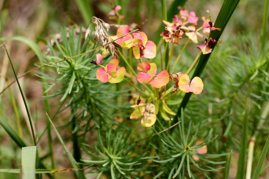 Lokation: Deutschland | Rheinland-Pfalz | Remagen | Lohrsdorf Kategorien: Habitus, Datum: 07.06.2014