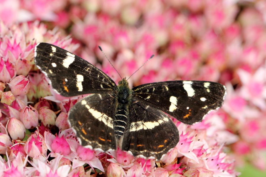 Landkärtchen Herbstfärbung