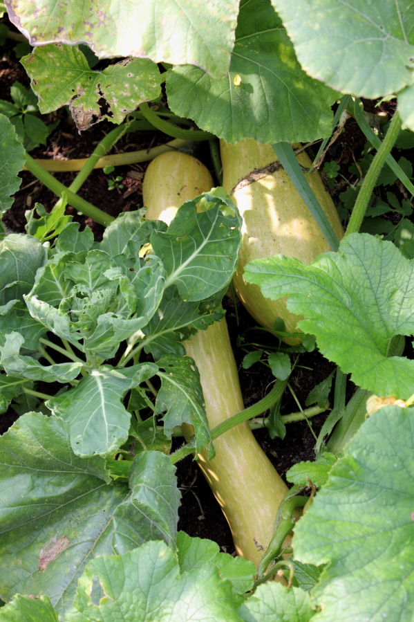 Lokation: Deutschland | Nordrhein-Westfalen | Bergisch Gladbach | Rodemich Kategorien: Permakultur, Datum: 07.09.2014