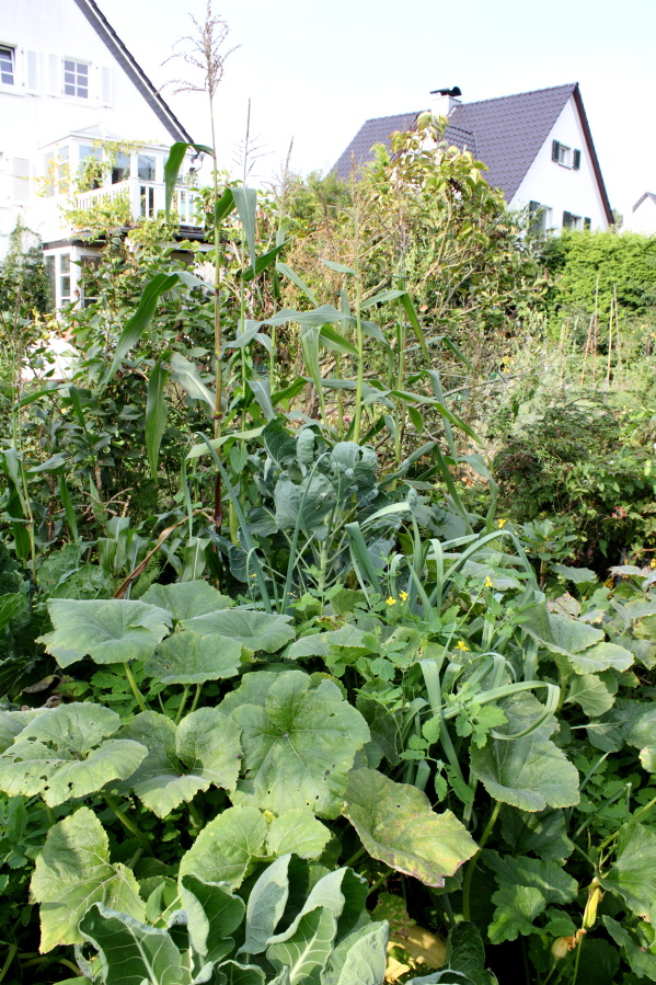 Lokation: Deutschland | Nordrhein-Westfalen | Bergisch Gladbach | Rodemich Kategorien: Permakultur, Datum: 07.09.2014