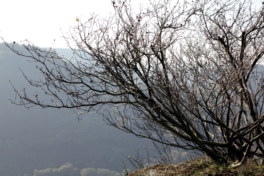 Lokation: Deutschland | Rheinland-Pfalz | Brohl-Lützing | Hammerstein Kategorien: Habitus, Datum: 03.10.2014
