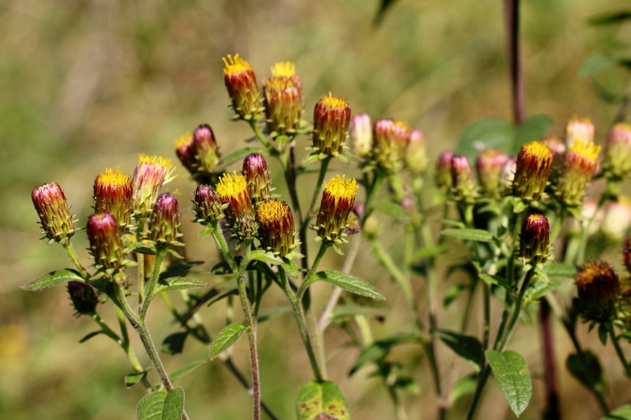 Lokation: Deutschland | Rheinland-Pfalz | Hammerstein | Hammerstein Kategorien: Blüte, Datum: 03.10.2014