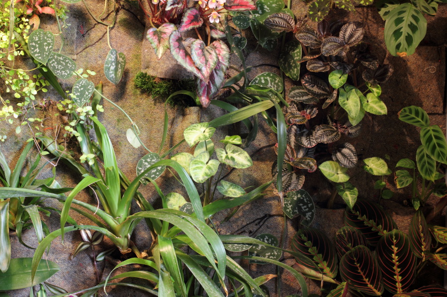 Lokation: Deutschland | Nordrhein-Westfalen | Bergisch Gladbach | Rodemich Kategorien: Pflanzenwand, Datum: 26.10.2014