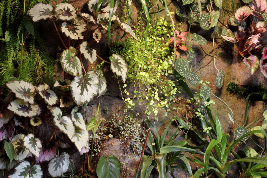 Lokation: Deutschland | Nordrhein-Westfalen | Bergisch Gladbach | Rodemich Kategorien: Pflanzenwand, Datum: 26.10.2014