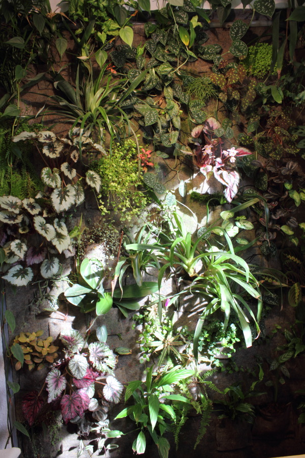 Lokation: Deutschland | Nordrhein-Westfalen | Bergisch Gladbach | Rodemich Kategorien: Pflanzenwand, Datum: 26.10.2014