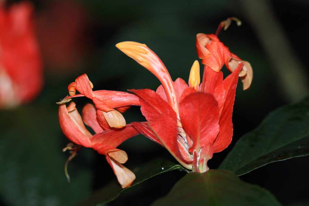 Lokation: Deutschland | Nordrhein-Westfalen | Köln | Riehl Kategorien: Blüte, Datum: 26.12.2015