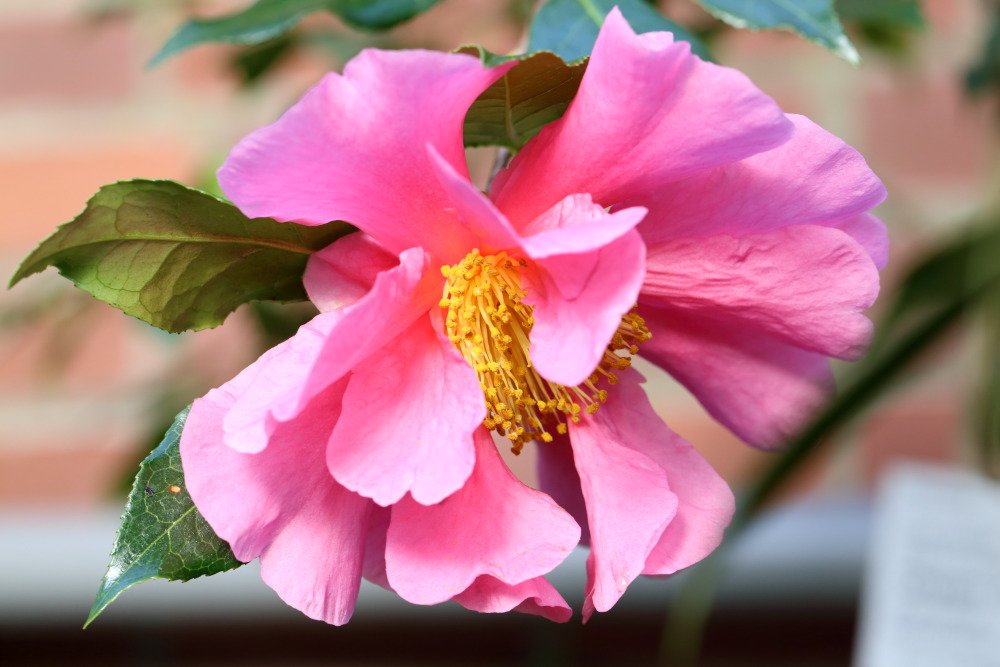 Lokation: Deutschland | Nordrhein-Westfalen | Köln | Riehl Kategorien: Blüte, Datum: 26.12.2015