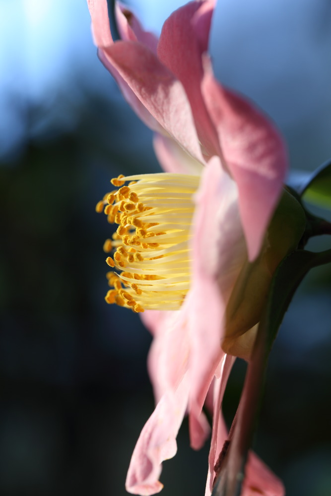 Lokation: Deutschland | Nordrhein-Westfalen | Köln | Riehl Kategorien: Blüte, Datum: 26.12.2015