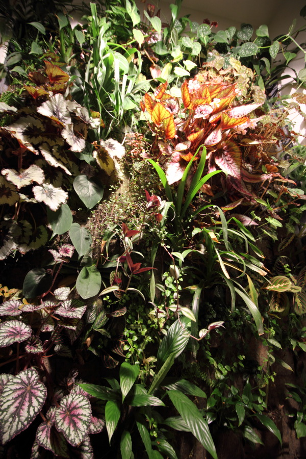 Lokation: Deutschland | Nordrhein-Westfalen | Bergisch Gladbach | Rodemich Kategorien: Pflanzenwand, Datum: 28.01.2015