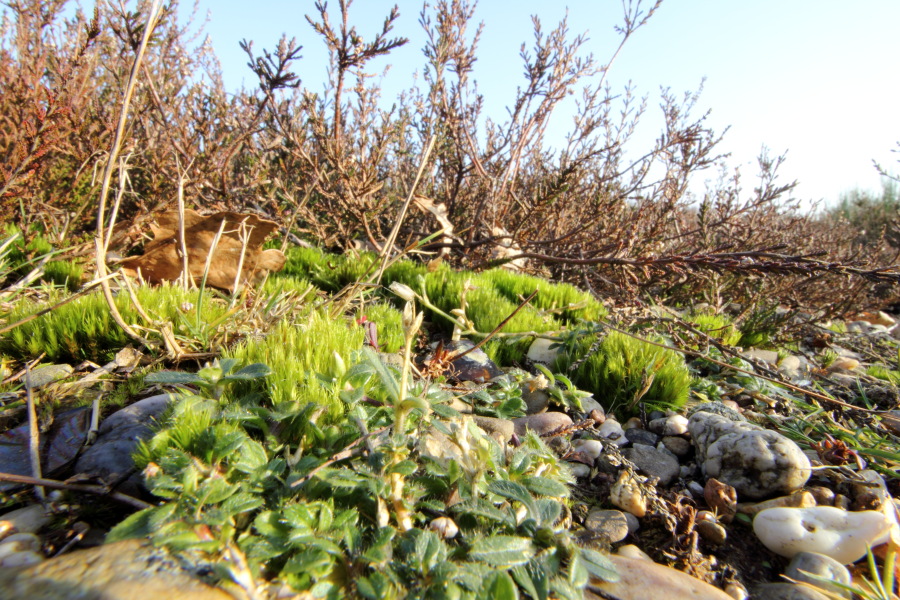 Lokation: Deutschland | Nordrhein-Westfalen | Köln | Dellbrück Kategorien: Vegetation, Moose, Datum: 16.02.2015