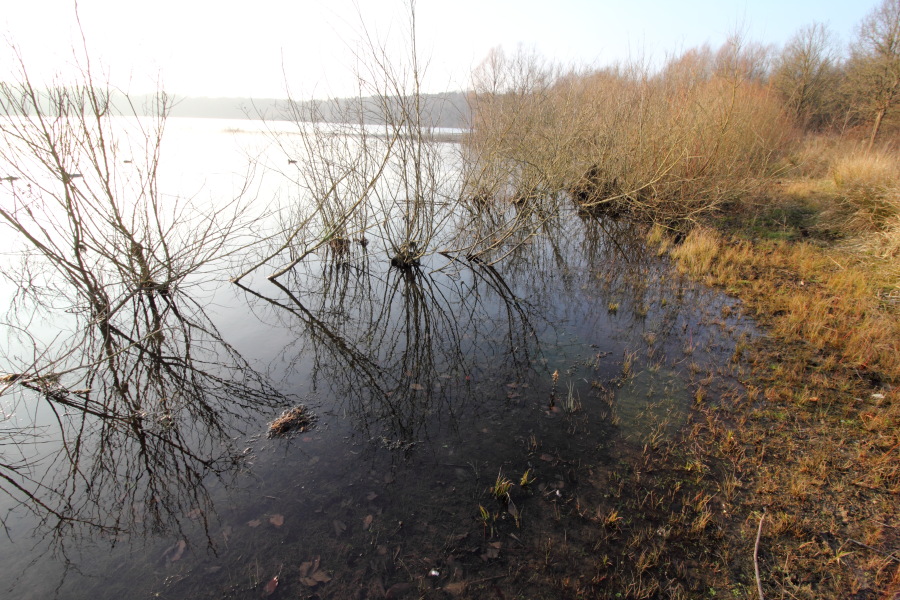 Lokation: Deutschland | Nordrhein-Westfalen | Bergisch Gladbach | Dellbrück Kategorien: See, Datum: 16.02.2015
