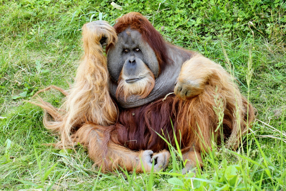 Lokation: Deutschland | Sachsen | Leipzig | Gohlis Kategorien: Zoo, Datum: 01.07.2015
