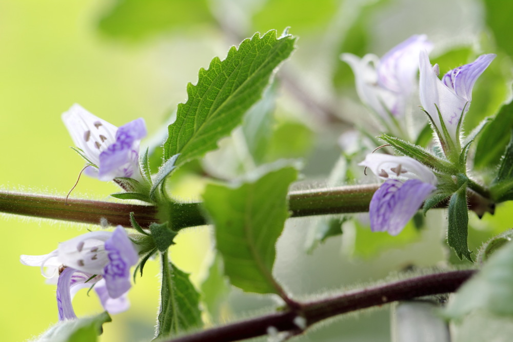 Indischer Wasserstern (Hygrophila difformis), Lokation: Deutschland | Nordrhein-Westfalen | Bergisch Gladbach | Rodemich Kategorien: Blüte, Aquarien, Familie: Acanthaceae (Akanthusgewächse ), Datum: 06.09.2015